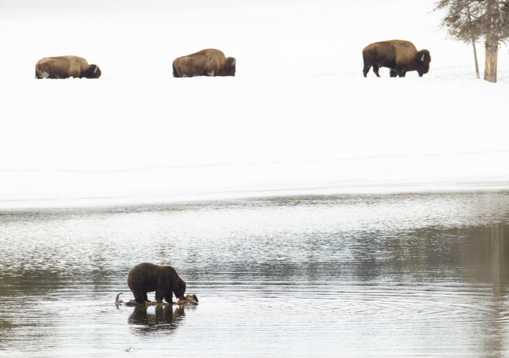 Grizzly bear feeds on bison carcass in the Yellowstone River